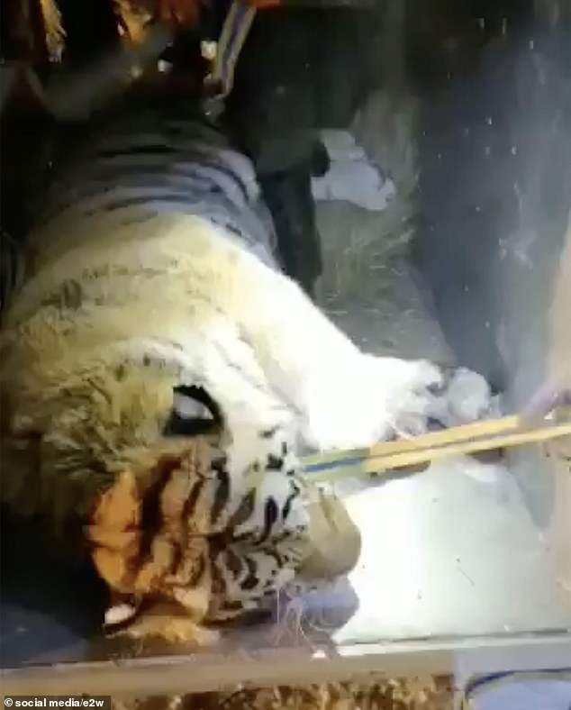 One of the Amur tigers that reportedly killed ten domestic guard dogs in Russia's Far East has been tranquilized and captured by Russian hunting authorities