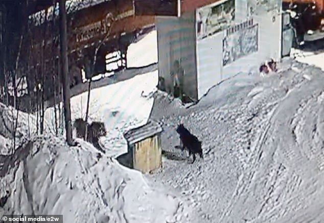 An Amur tiger, the world's largest cat, is seen moments before killing a guard dog in eastern Russia