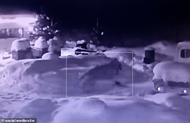 An Amur tiger, captured by a CCTV camera, is seen carrying away a guard dog it had killed in the Khabarovsk region