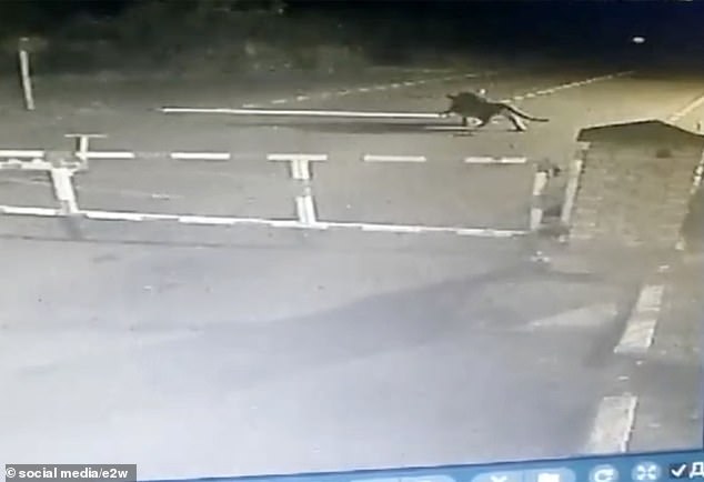 A tiger spotted on a CCTV camera carrying away the body of a guard dog it had killed