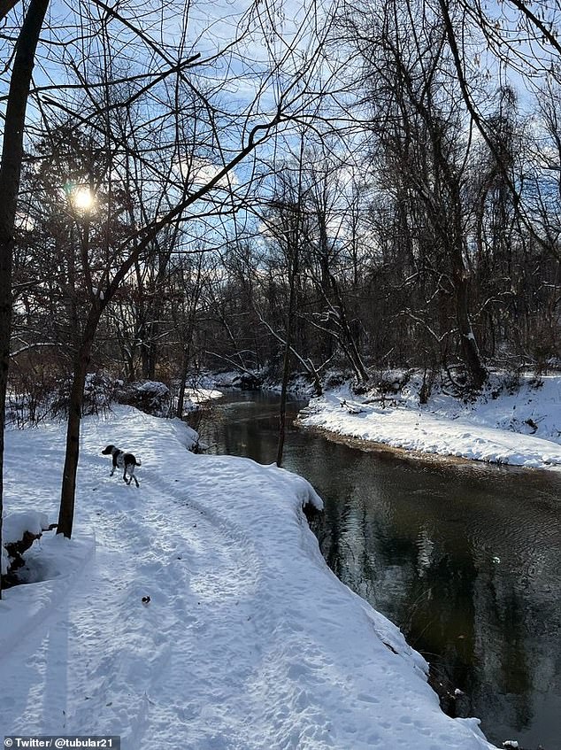 Snow is expected to fall near and north of Interstate 80 from the Appalachians to Pennsylvania (Photo: A dog walks through the snow in Pennsylvania)