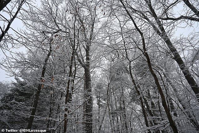 Regions in Massachusetts, New York State and Vermont could record totals between four and eight inches (photo: snow tree branches in Massachusetts)