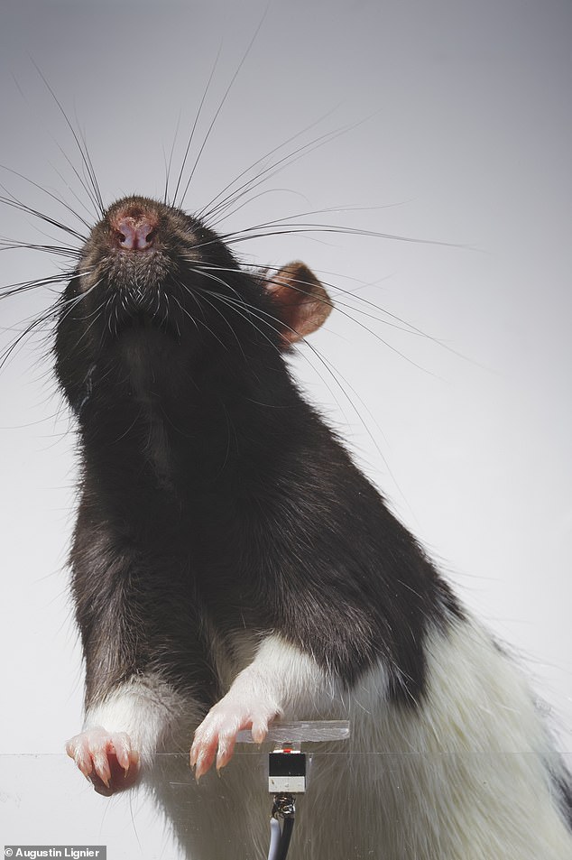 1706469895 347 Say cheese Artist trained two rats to take selfies and