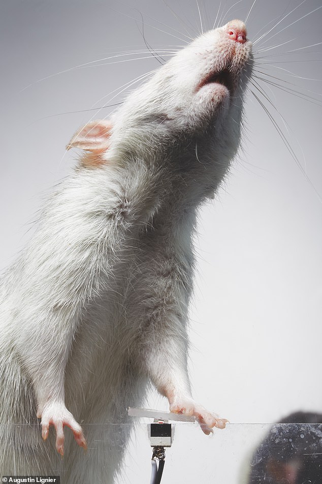 Selfie Rats conducts a three-phase experiment with a group of rodents.  A group of rats are trained with a sugar distribution system connected to a camera and produce images of themselves by interacting with the photographic device