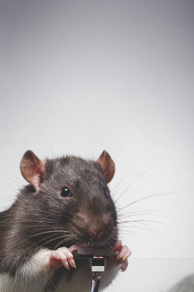 1706469899 841 Say cheese Artist trained two rats to take selfies and