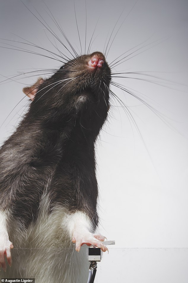 The artist said that humans are wired to press a button, and his experiment showed that rats do the same