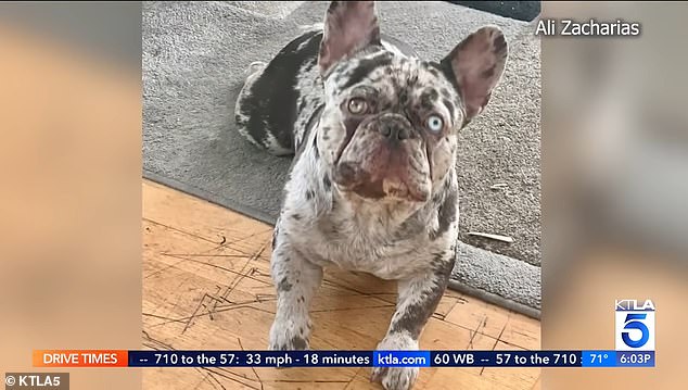 Onyx is a French Bulldog with striking two-tone eyes