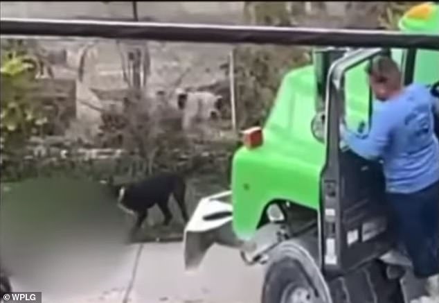 Another neighbor drove his truck toward the two animals in an attempt to scare them off
