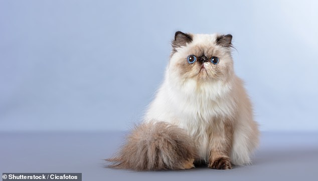 The most common purebred cat in RSPCA care is the Persian cat, with the charity seeing a 92 per cent increase since 2018