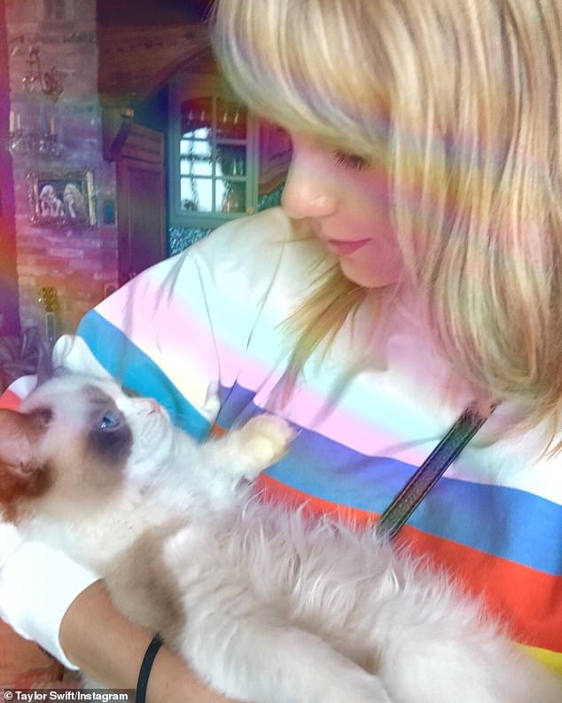 Figures from the RSPCA show that more designer and purebred cats are now being rescued than ever before.  Pictured: Taylor Swift with her Ragdoll cat Benjamin
