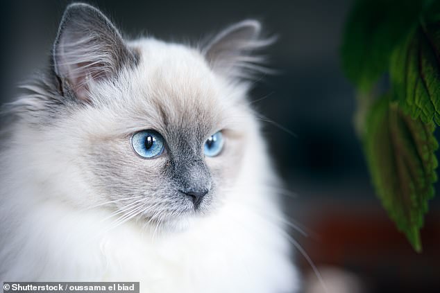 'In recent years we have seen an increase in the number of cat breeds coming into our care, due to 'designer breeds' becoming increasingly popular with owners,' Ms Potter said.  In the photo: a ragdoll cat