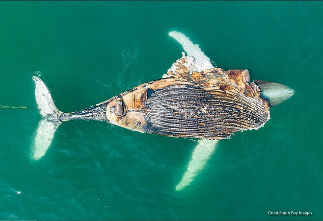 The contractors will be paid a maximum of $131 per megawatt in the first year, compared to previous bids that started at $80 and went up to $100.  The announcement also follows a series of marine deaths along the New Jersey coast, which appeared to see an increase thanks to offshore wind surveys conducted in nearby waters.