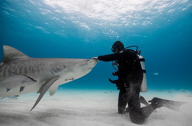 Paul de Gelder called his first encounter with tiger sharks in the Bahamas particularly memorable.  A few years later I got to teach Will Smith how to do it