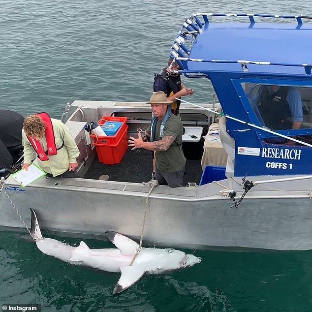 De Gelder is also involved in scientific conservation work (in the photo a shark is tagged which was subsequently released)