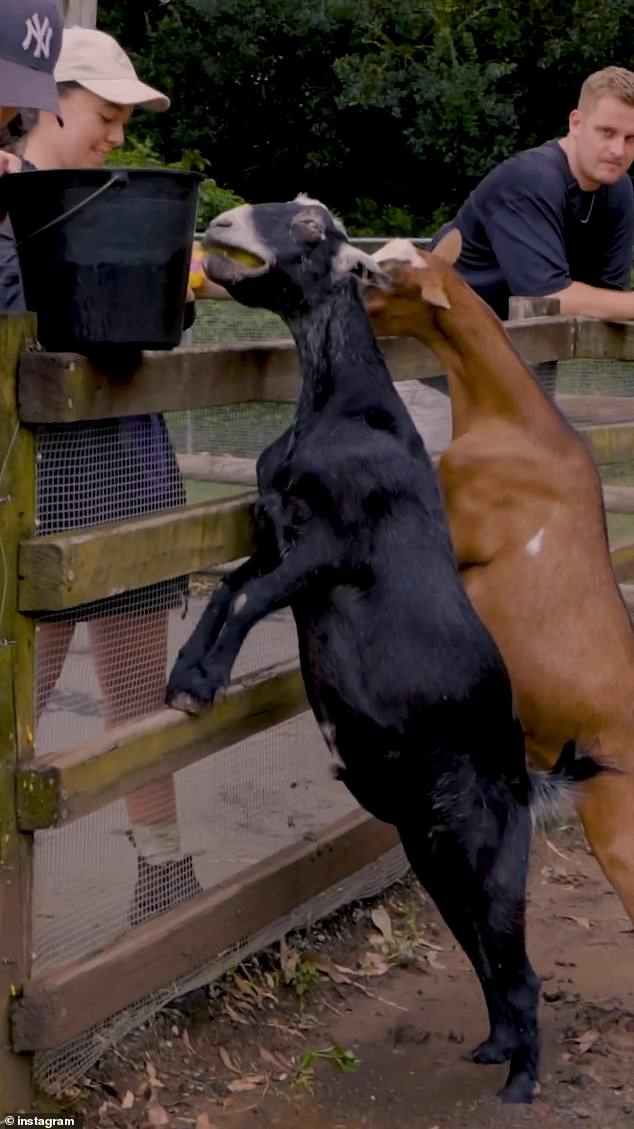 As the group walked past a goat pen, one of his friends looked for Kansas City superstar and Brady's rival for Greatest Of All Time (GOAT) status, Patrick Mahomes.  “I'll be at the Mahomes exhibit soon,” he said as the video panned to a pen full of goats