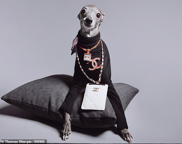 After quickly amassing a large following online, the polished pup has now had the opportunity to work with major fashion brands such as Boss, Dior, Chanel, Fendi and Vogue