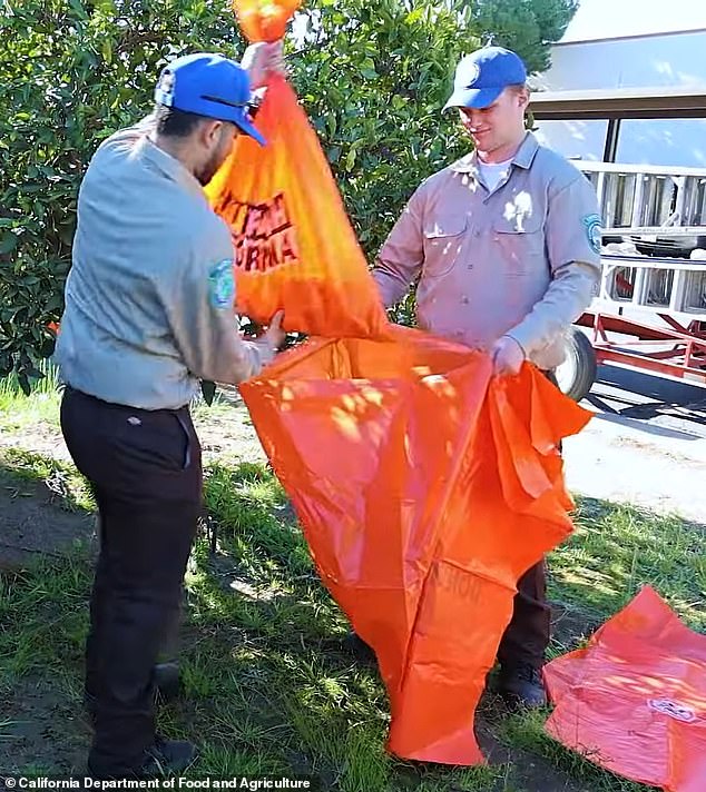 The agency said if dropped or unconsumed fruit needs to be thrown away, residents should double-bag it and place it in a garbage bin rather than in green waste bins or other organic waste containers.