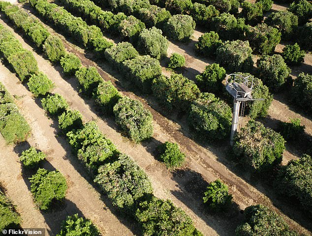 According to the Department of State website, California is the largest producer and exporter of agriculture, dairy products, fruits and nuts