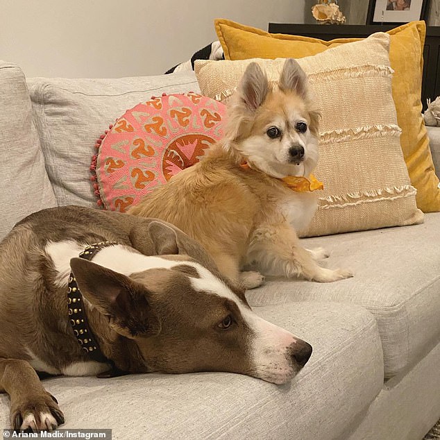 “I am living in my home that I own while working with my attorney and financial advisors to find the best path forward before I uproot my dog ​​and my elderly cat and cause even more trauma for the three of us,” she told a follower ( Madix and Sandoval's dogs pictured above)