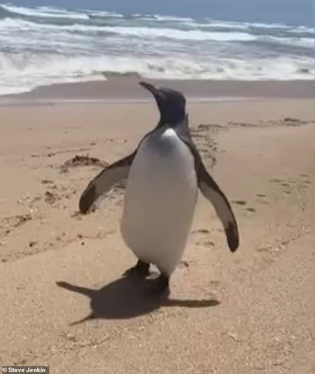 The penguin was about 6,000 km away from its natural habitat in Antarctica and was surprisingly curious to get close to the locals (pictured)