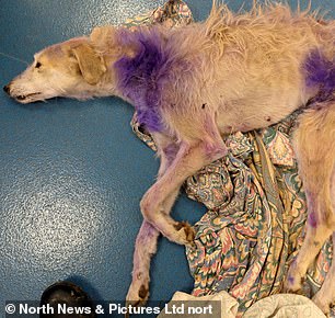 Rosie when she was rescued with her bones sticking out and covered in a purple antibiotic spray that had been used to treat numerous puncture wounds on her body