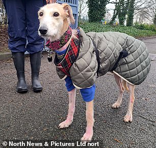 A fully recovered Rosie after spending time in the RSPCA branches in York, Harrogate and district