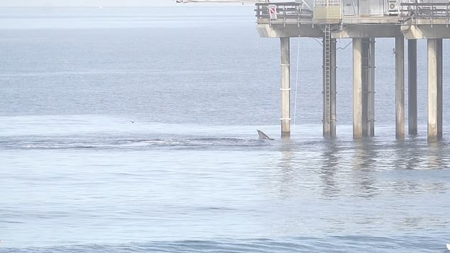 As they float quietly on their boards in the water, watch the orcas emerge from the end of a pier and throw a dolphin out of the water