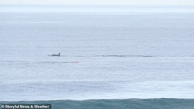 A few seconds later you see the group swimming away into deeper waters, while a man swims quickly parallel to the orcas.