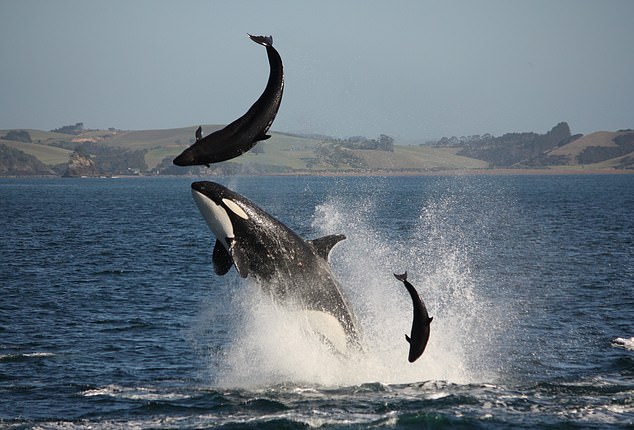 Of the three species of killer whales, it is estimated that almost 200 transient killer whales live off the coast of California and prefer to hunt marine mammals