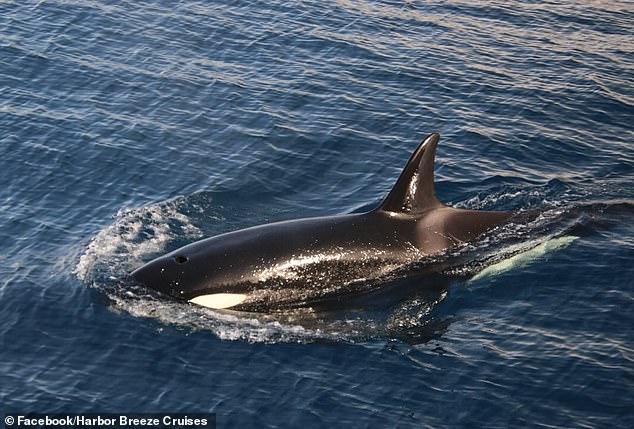 Harbor Breeze Cruises spotted the black and white orcas around noon on Monday and posted photos of the fate on their Facebook page