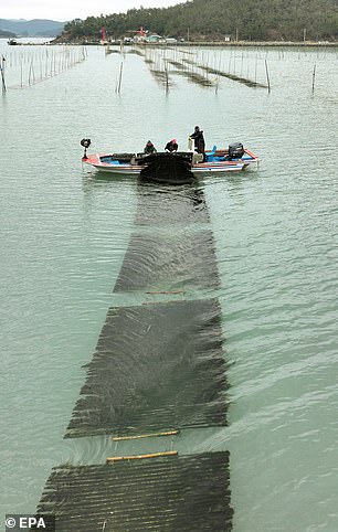 Above, fishermen harvest 'maesaengi' seaweed at a marine farm near Jangheung, South Korea, in January 2024