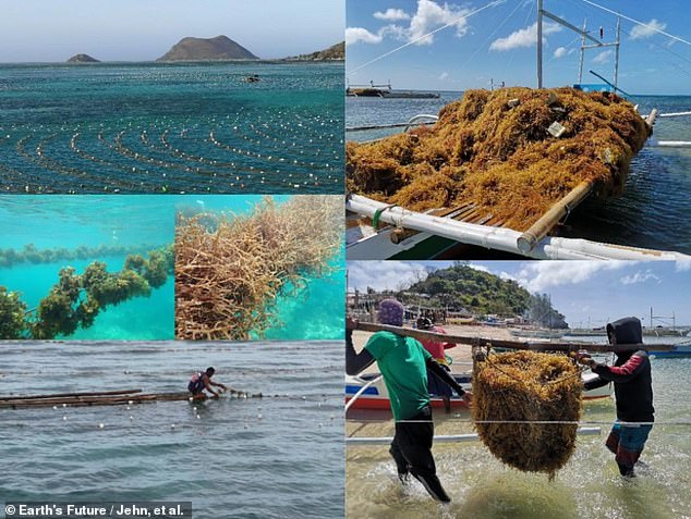 However, people don't have to imagine a future where they spoon salty, wet sea plants onto their plates for every meal, these researchers emphasized.  Only 15 percent of the food currently eaten by humans would transition to kelp.  This would usually concern animal feed and biofuels