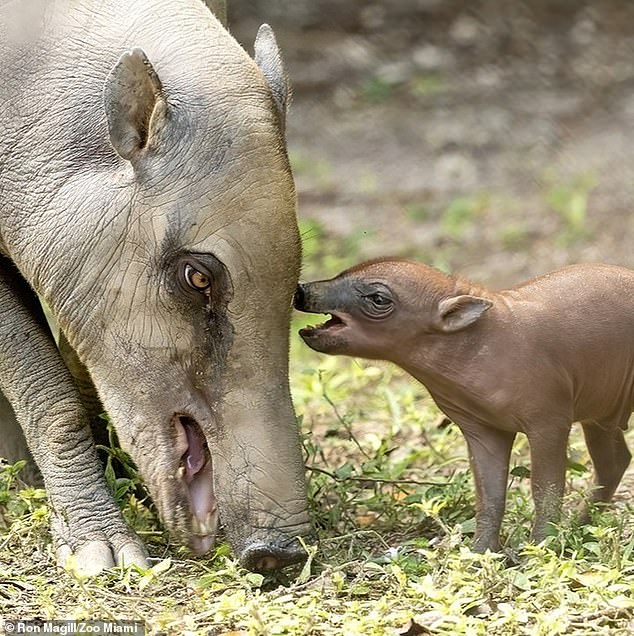 The baby babirusa is currently in isolation with his mother Maggie while he gets used to being at the zoo