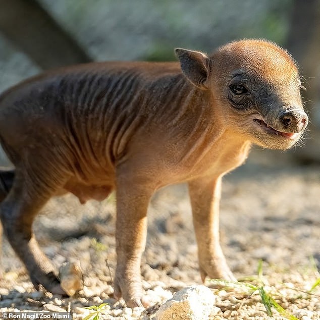 A baby babirusa, believed to be male, was born at Zoo Miami last month, marking the first successful birth in the zoo's history