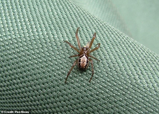 The species - known as Steatoda nobilis - is not native to Britain and is believed to have arrived in banana boxes from the Canary Islands in the late 19th century, according to the Wildlife Trusts.