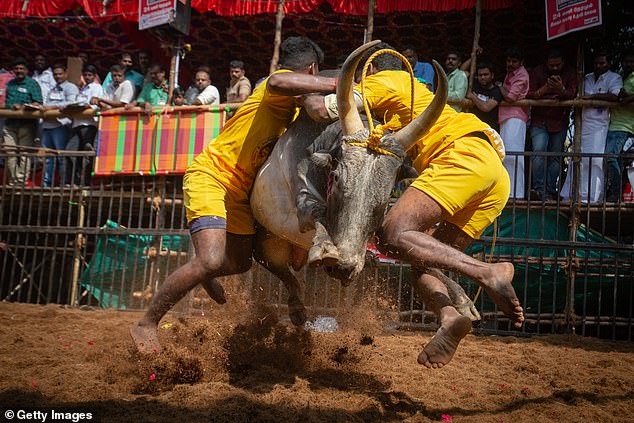 A British woman was stabbed in the leg by a raging bull while walking along a paradise beach in Goa.  The animals are used in bullfights and bull taming (as pictured above)