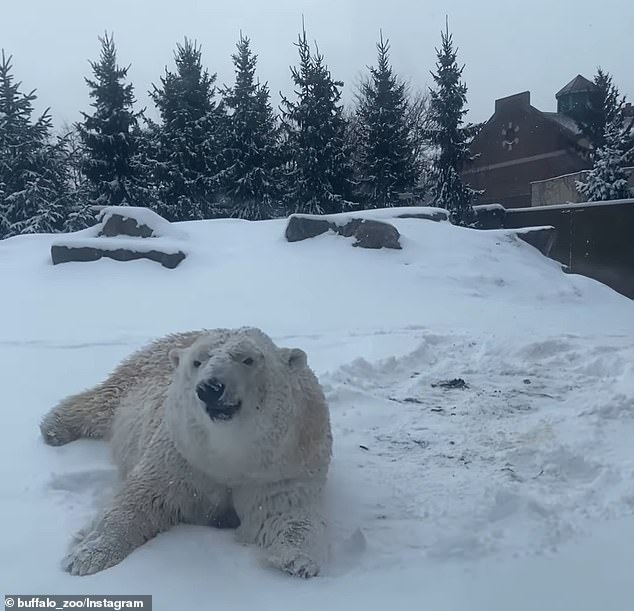 Luna, 11, was spotted rolling around in the snow at the Buffalo Zoo during a snowstorm in New York this morning