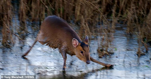 The female muntjac deer can be seen trotting into view from the bushes near the water before she decides to take a skate on the ice.  Despite the deer's small size, it is not a baby deer.  Muntjac deer are a small species of deer, with females weighing only 16 kg