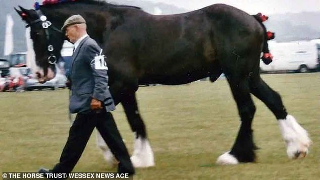 A 'gentle giant' police horse that protected the late Queen Elizabeth II has died aged 23 after being put down due to arthritis