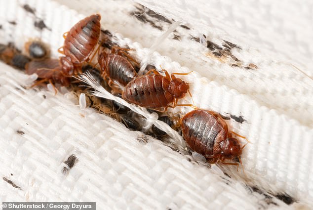 The increase in travel since the Covid-19 pandemic lockdowns in 2020 and 2021, experts report, has led to an escalation of new infestations – reconfiguring the map of where bed bugs are most commonly found.  Above is a scanning electron microscope image of such a bed bug