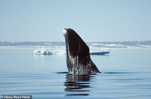 The Greenland whale can live more than 200 years.  Like the elephant, it grows quickly, defying human expectations about the development of cancer