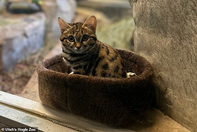 Recent photos show Gaia looking at ease at the zoo as she snuggles in a basket in her enclosure and stares adoringly at the camera