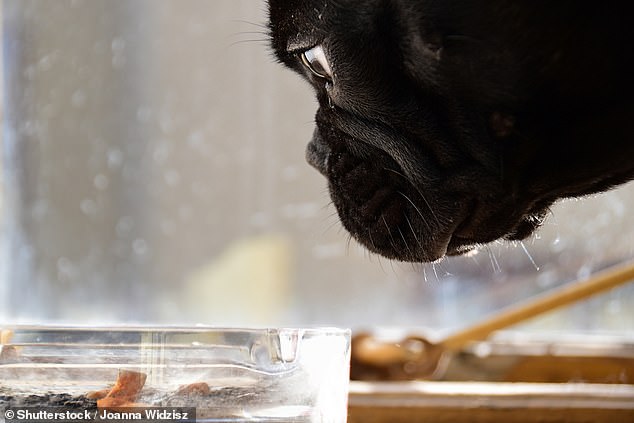 Researchers from Purdue University have warned that dogs in smoke-filled homes are up to six times more likely to develop cancer (stock image)