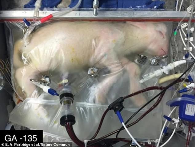 The experiments were successful with more than 300 lambs experiencing healthy development while in the artificial womb (photo above on day 28)