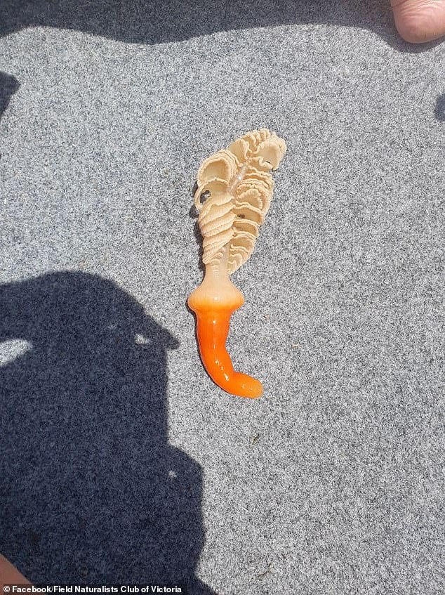 The white feather-like specimen has an orange hook-like curve at the base and was found from a boat in Western Port Bay in southern Victoria