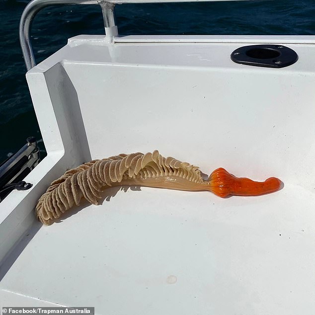 Sea pens are actually a colony of animals made up of polyps and are not harmful to pick up but can be prickly to the touch