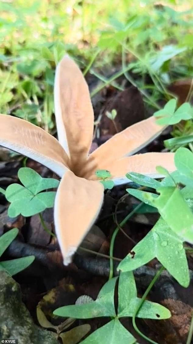 Texas stars are a very strange hissing mushroom that shows up in Texas - while the only other species of its genus is found all the way in Japan