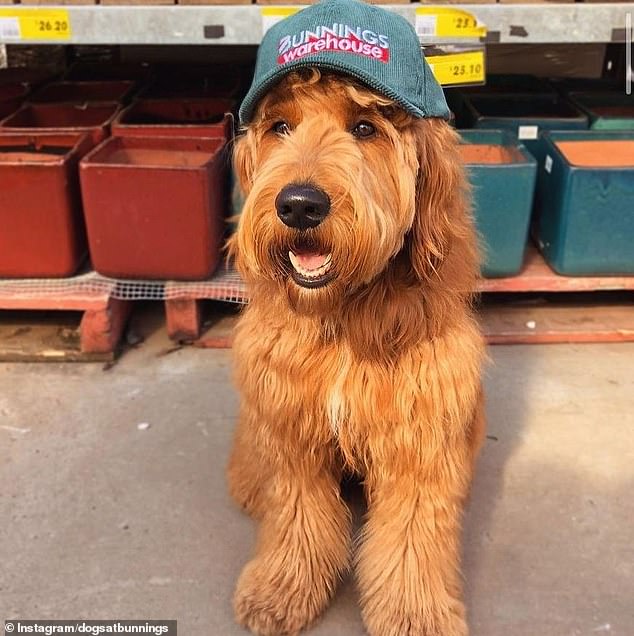 A tradition has reignited debate over whether dogs should be allowed in the store at Bunnings