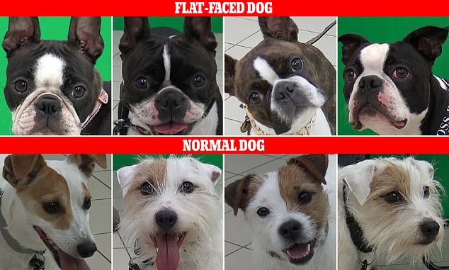 Can you tell me how these dogs feel?  Scroll down to see what facial expressions they actually show