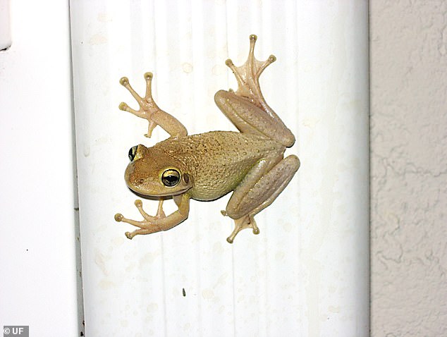 But state biologists report that some Cuban tree frogs have hitchhiked as far north as Chattanooga, Tennessee, and are quickly devising strategies to survive the winter.